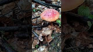 Мухоморы в лесу / канал ДАЧНИЦА-МАРИНА #дача #осенний #дачница