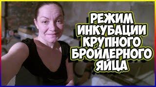 РЕЖИМ ИНКУБАЦИИ КУРИНЫХ ЯИЦ!