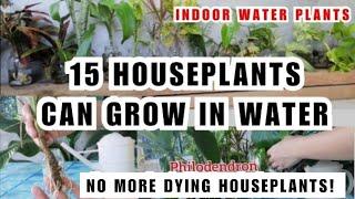 15 INDOOR PLANTS THAT CAN GROW IN WATER - Recycled Materials / Mga Halaman na Nabubuhay sa Tubig