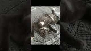 Джумабековна ска.. #шортс #shorts #рекомендации #коллекторы