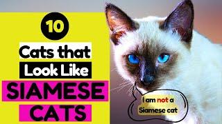 10 Cat Breeds That Look Like Siamese Cats