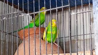 Australian Parrots Complete Breeding Tips