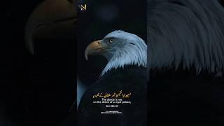 Uqabi rooh jab bedar hoti hy nuwano main || Iqbal #poetry #allamaiqbal #eagle #discovery #comments