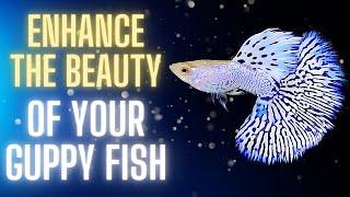 Guppy Color Development - How to Enhance the Beauty of Your Guppy Fish ?