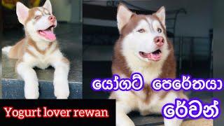 Yogurt lover Revan️ යෝගට් පෙරේතයා රේවන්