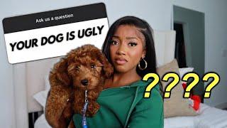 My New Puppy is in Danger... | Q&A