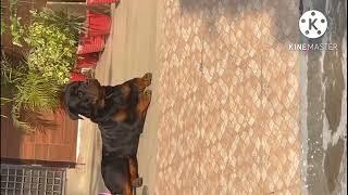 Rottweiler semi adult mail for sale 12k only @Rathore dog  kennel CRPF