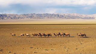 MONGOLIA | Cinematic Nature Video | 4K