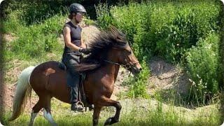 Skotta von Faxabol, Islandpferd, Stute, Isländer, Viergänger, Tanja Schienagel, Tölt