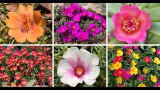 33 Types Of Popular Portulaca Pictorial Guide