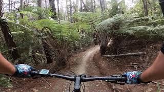 Cheeky Weka - Kaiteriteri MTB Park, Tasman, NZ