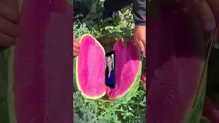 water melon #shortvideo #fypシ #asmr