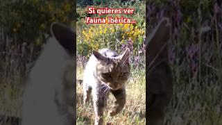 Protejamos al gato montés.