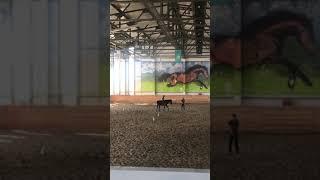 Учимся управлять лошадью