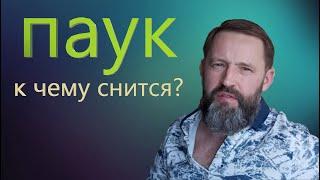 ПАУК. К чему снится паук