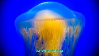 The incredible world of jellyfish.