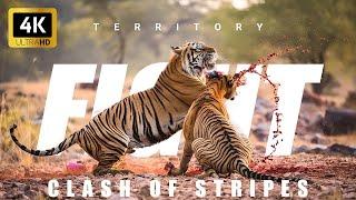 4K | Caught on Camera | Tiger Territory Fight | Animal Fight - Tadoba Tiger Reserve #viral