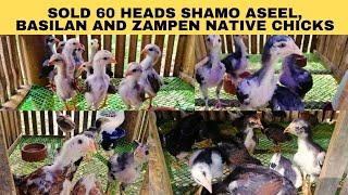 Sold 60 heads Shamo Aseel, Pure basilan and Zampen native chicks