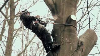 ARBOREX || Grimpeur - Elagueur - Abattage - Elagage - Tree removal