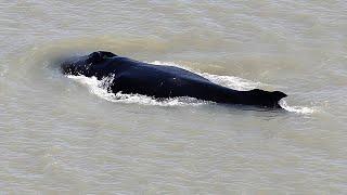 Humpback whales swim into crocodile-invested river leaving marine experts puzzled