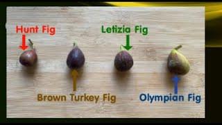 Tasting Hunt Fig. Brown Turkey Fig. Letizia Fig. Olympian Fig
