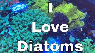 My Tank Has Diatoms...and I LOVE IT!  | Waterbox Aquariums Angelfish Reef LX 270.6 - Part 15