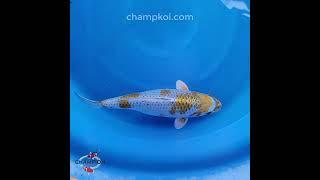 2024FALL-081 3yr 22" Excellent Yellow Kogane Ochiba by MURUHIRO Koi Farm