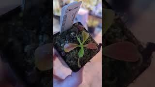 Unbox : Arizona Nepenthes (N. Lowii) and   surprise  
