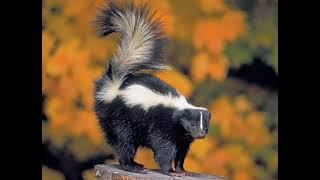 Skunk Sound / Skunk Voice Animal Sounds