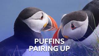 Puffins Pairing Up | Stormborn | BBC Scotland