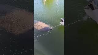 Manatee drinks water