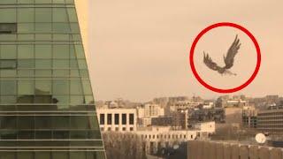 Real Griffin Sighting Yerevan Armenia flying over the city Caught on camera