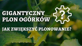 Sukces w plonowaniu ! Jak zwiększyć plon ogórka szklarniowego ?