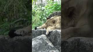 Lion King of the Jungle at Zoo Miami ##shorts #lion #zoomiami