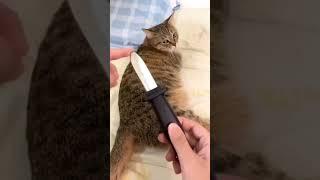 Funny videos with cats]|смешные видео с животными| ~идея не моя~(#рек)