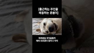 출근하는 주인을 배웅하는 춘봉이  #강아지 #진돗개