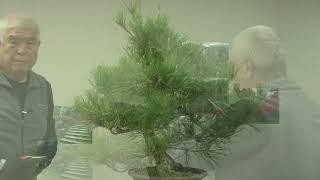 NOT SO UGLY DUCKLING BONSAI
