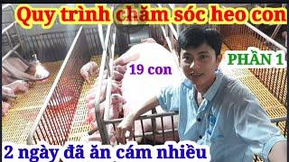 Quy trình chăm sóc heo con 2 ngày đã ăn được cám của nguyện nuôi heo