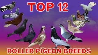 Top 12 Best Roller Pigeon Breeds in the World