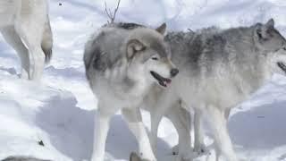 Wolves Mating Hard Successful And Knot Stuck. Dogs Mating.