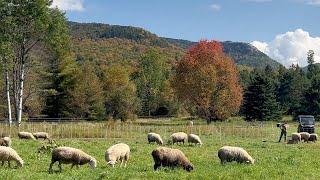 Rotational Grazing: Sheep, Pasture, & Soil