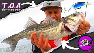 Easiest way to catch sea bass on lures - almost guaranteed results!