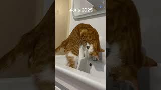 ЛЕТО, ЧТО ТАК БЫСТРО! 🫤 #бемон #youtube #cat #видосыоткота #рек #chat АВТОР ЗВУКА:@бемон
