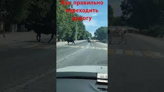 Видео инструкция как правильно переходить дорогу .Перед началом движения убедились что их пропускают