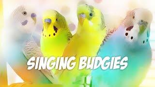 3 Hour Sounds for Lonely Budgies | Budgie singing flock