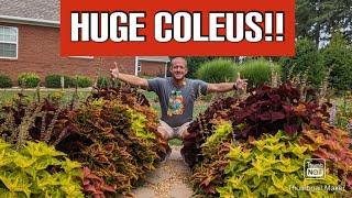 How to Grow Coleus - A Step-by-Step Guide 