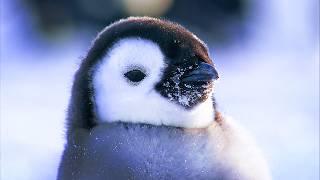 Antarctica, Life in the Frozen Deserts | Full Documentary in English