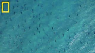 Sharkfest | National Geographic Croatia