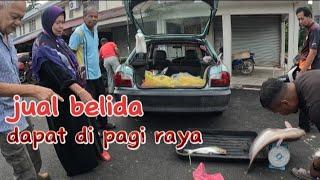 ikan belida dapat pagi raya pagi ini baru berjual