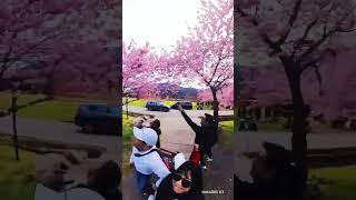 武陵農場